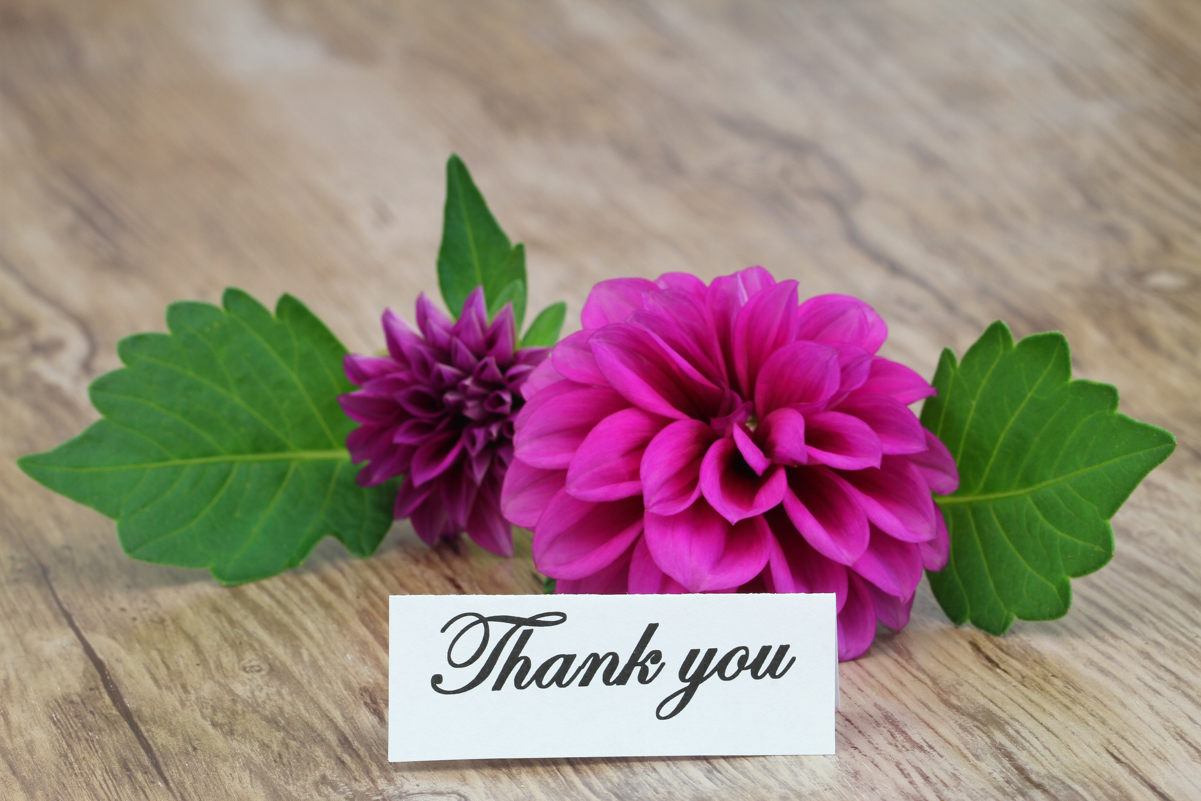 Thank You note on pink dahlia