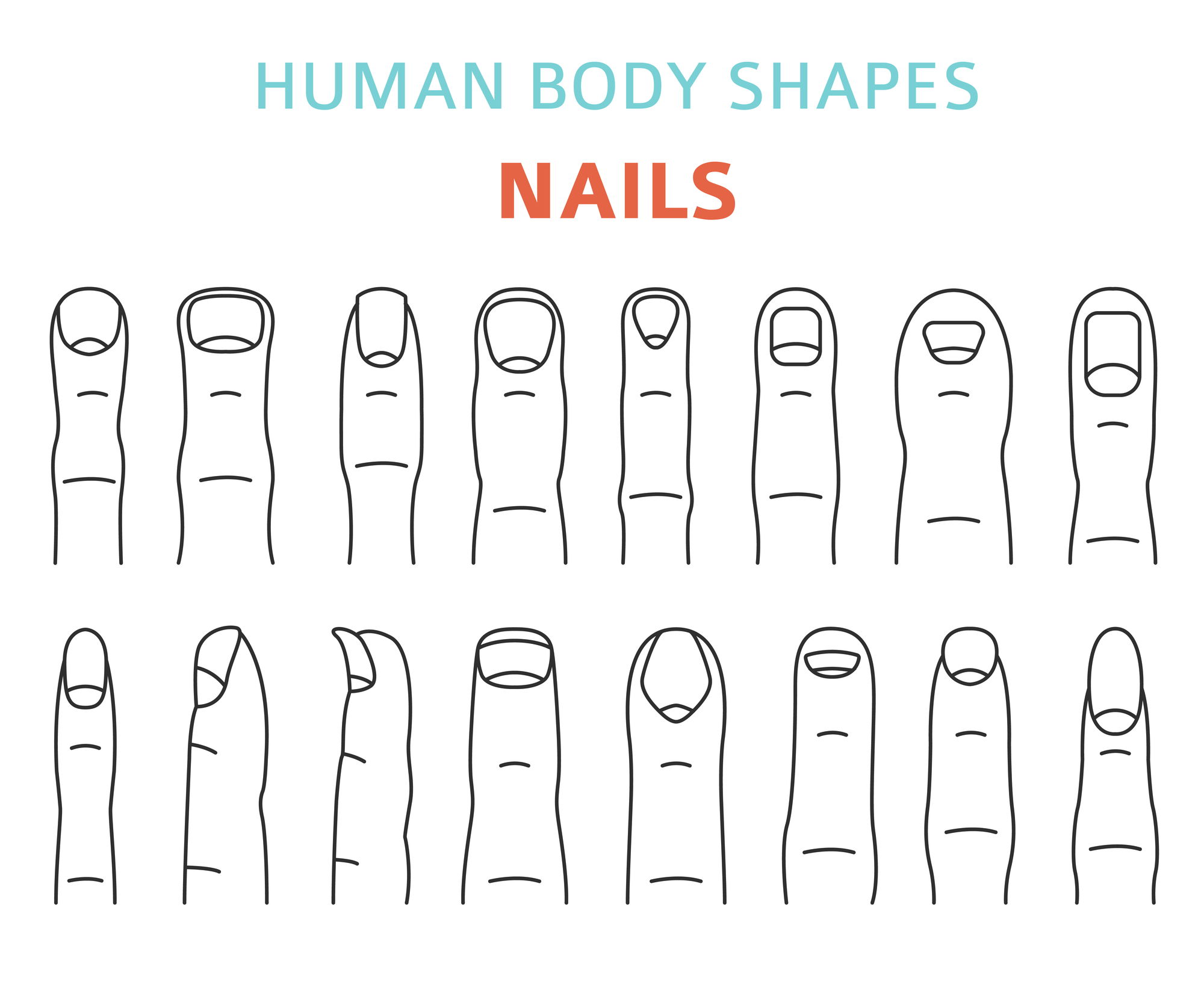 Human fingernail types Vector illustration for fingernail analysis