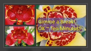 Infographic -Gimme a Break - OK - 10 minutes red and yellow flowers in background My Persuasive Presentations, LLC